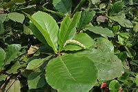 Image result for Terminalia trichopoda