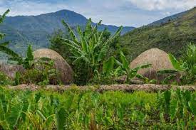 We hope this will help you in learning languages. Indonesia Go Id Keunikan Pertanian Di Papua