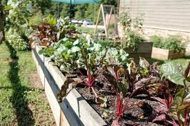 Having indoor herb garden kits are essential in the modern day home. 18 Gardening Tips For Beginners In India