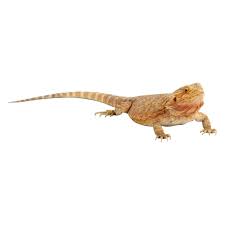 Buying a baby bearded dragon can be a great experience as you can watch them grow and develop and the bond between you and them can be incredibly strong. Fancy Bearded Dragon For Sale Live Pet Reptiles Petsmart