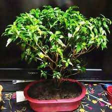 Order Deluxe Juniper Bonsai Plant In Manila City Philippines