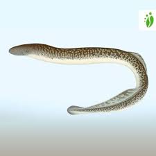 © rcs libri & grandi opere spa milano/il mondo degli animali. Meerneunauge Petromyzon Marinus Fische Naturegate