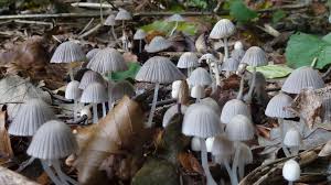 Um welche jahreszeit wachsen weiche speisepilze. Was Sind Die Kleinen Pilze Die In Meinem Gewachshaus Wachsen