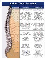 Compressie Van De Wervelkolom Door Spierspanning Heeft Gevolgen Voor Alle Organen En Delen Van Het Lichaam Spanning Spinal Nerve Spine Health Nerves Function