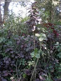 Image result for Euphorbia umbellata