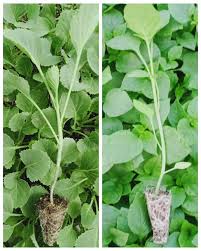 Image result for Crotalaria huillensis