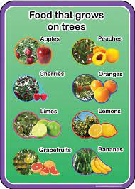 So do many other fruits, such as apricots, cherries, lemons, limes, coconuts, grapefruits, mangoes, nectarines, peaches, pears, persimmons, plums, and pomegranates, to name just a few! Food That Grows On Trees Spaceright Europe Ltd