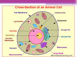 Thank you for visiting animal cell picture with labels pictures. Eukaryotic Cells Lo To Be Able To Label A Diagram Of A Eukaryotic Cell To Know The Structure And Function Of Rer Ser Ribosomes And Mitochondria To Ppt Download