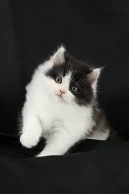 Black White Persian Kitten Available Persian Kittens Persian Cat Persian Cats For Sale