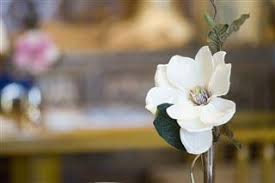 Maybe you would like to learn more about one of these? Little Gem Magnolia Tree Care Gardenerdy
