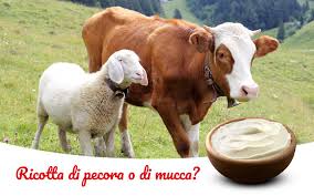 Maybe you would like to learn more about one of these? Ricotta Di Pecora Ricotta Vaccina Come E Quale Scegliere