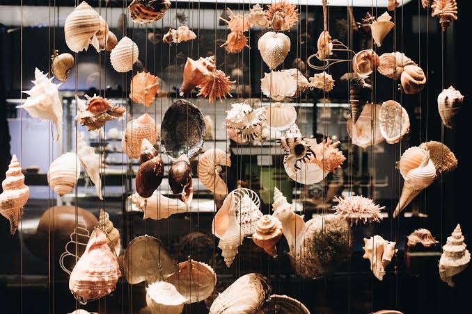 Photo of Seashells Hanging · Free Stock Photo