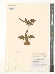 Image result for Crepidorhopalon goetzei