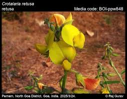 Image result for Crotalaria natalitia