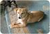 Shiba Inu Mix German Shepherd