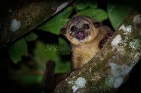 Conocida por ser la primera ciudad ecuatoriana más antigua asentada en la región costanera y una de las primeras villas españolas fundadas en el contexto expansivo del virreinato del perú. Kinkajou En Su Jerarquia Dentro De Una Jaula En Ecuatoriano El Amazonas Nombres Comunes Cusumbo Kushillu De Tuta Foto De Archivo Imagen De Selva Outdoors 100691564