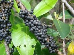 Image result for Rapanea