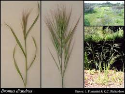 Image result for Bromus diandrus