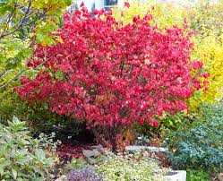 After some pruning sessions you will get a fair idea about when and how much to prune the bush. Euonymus Better Homes Gardens