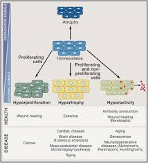 We did not find results for: The Regulation Of Cell Size Cell