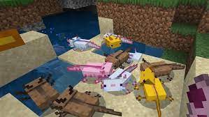 Hoffentlich wird ihr bevorstehender auftritt in minecraft den naturschutzbemühungen für die axolotl helfen. Minecraft 1 17 Axolotl Wie Man Den Neuen Mob Findet Zahmt Oder Zuchtet Die Spiele Filme Tv Die Sie Lieben