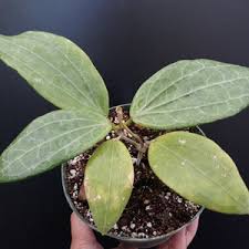 Image result for Schlechterina