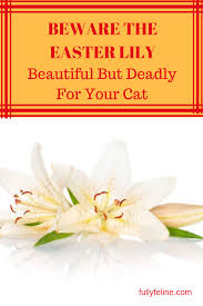 We did not find results for: Easter Lily Beautiful But Toxic To Cats Fully Feline