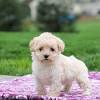 The havaton is another fluffy dog, but it is this guy's. 3