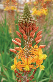 Image result for Bulbine capitata