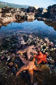 watching wildlife along californias coast lonely planet