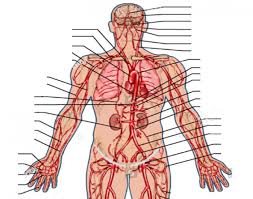 They're some of the most complex and frequently used body parts. Game Statistics Upper Body Arterial System Anatomy