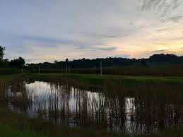 German police, first responders evacuating a bank with a wild boar rampaging inside 864x1026. Off The Tourist Track Review Of Lorong Halus Wetland Singapore Singapore Tripadvisor
