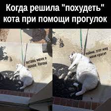 Когда решила "похудеть" кота при помощи прогулок. - демотиватор, коты,  Наташа и коты, котоматрица, похудение | Demotos.ru