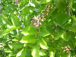 Image result for Millettia pinnata