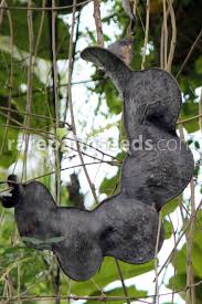 Image result for Entada stuhlmannii