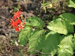 Image result for Clerodendrum splendens