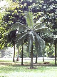 Image result for Dictyosperma