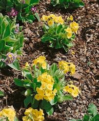 Image result for Primula x pubescens