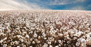 Plantio de algodão: dicas essenciais para potencializar a ...