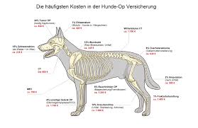 Hat ihr hund bereits eine genetische veranlagung zur ellenbogendysplasie oder gehört er zu den risikorassen, können sie bereits im welpenalter und junghundalter gegen das schlimmste vorbeugen. Diehaufigsten Operationen Beim Hund Hundeversicherung Blog