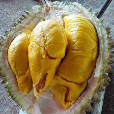 Tak heran banyak orang yang ketagihan dan jatuh cinta dengan durian ini setelah mencicipinya untuk. Jual Bibit Durian Musang King Unggul Termurah Kartani Co Id