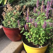 Check spelling or type a new query. Patio Plants Container Gardening With Perennials
