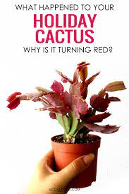 Otherwise you will get lush bloom on one side and few if any on the other. Common Holiday Cactus Care Problems