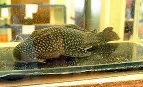 Image result for Dolichos sericeus