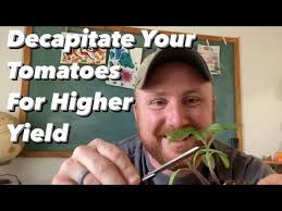 Roasted Chili Peppers at the Dillon Farmer's Market