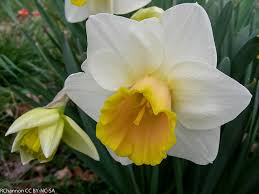 Harry potter, characters, names, and all related indicia are trademarks of warner bros. 120 Botanical Baby Names House Plant Hobbyist
