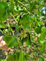 Image result for Balanites maughamii