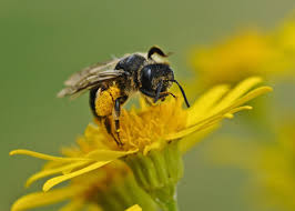 Check spelling or type a new query. Native Bees The Best Pollinators For Your Garden Old Farmer S Almanac