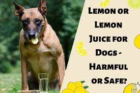 Can Dogs Eat Lemon Or Drink Lemon Juice
