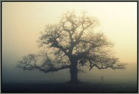 When the inner conditions are right, it. Quotes About Oak Tree 61 Quotes